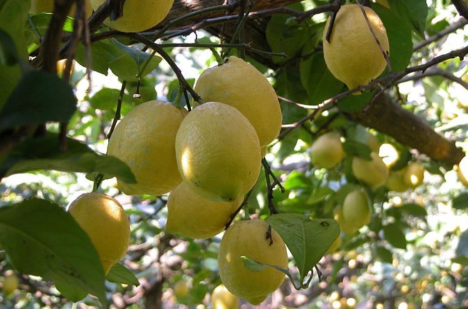 Lemons ripening on the branch above the Sorrentine Peninsula