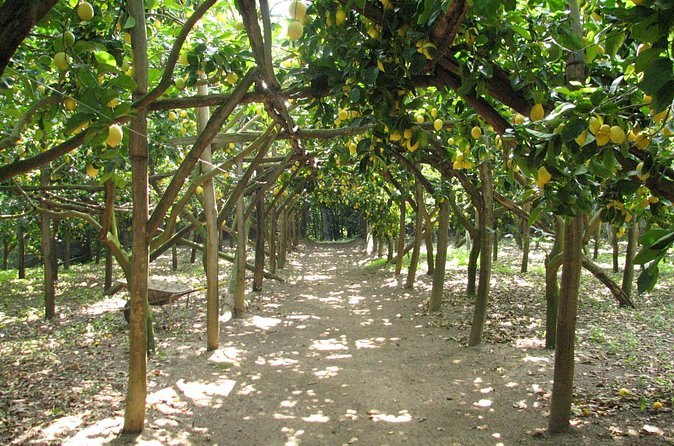 A lemon pergola on a terrace with the chestnut poles that hold the fruit off the ground